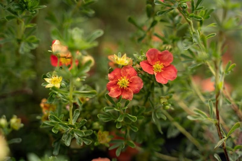 Grows Well In Poor Soil Conditions