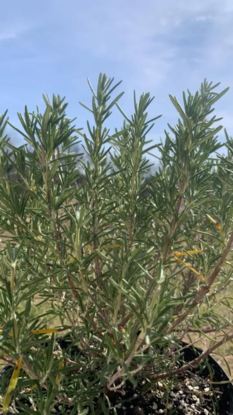 Improves Soil Quality Over Time