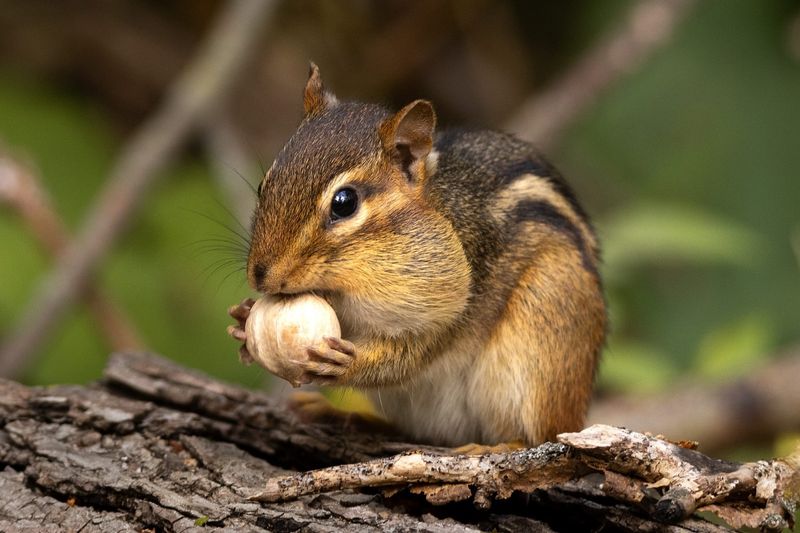 Protecting Food Stores From Theft And Spoilage