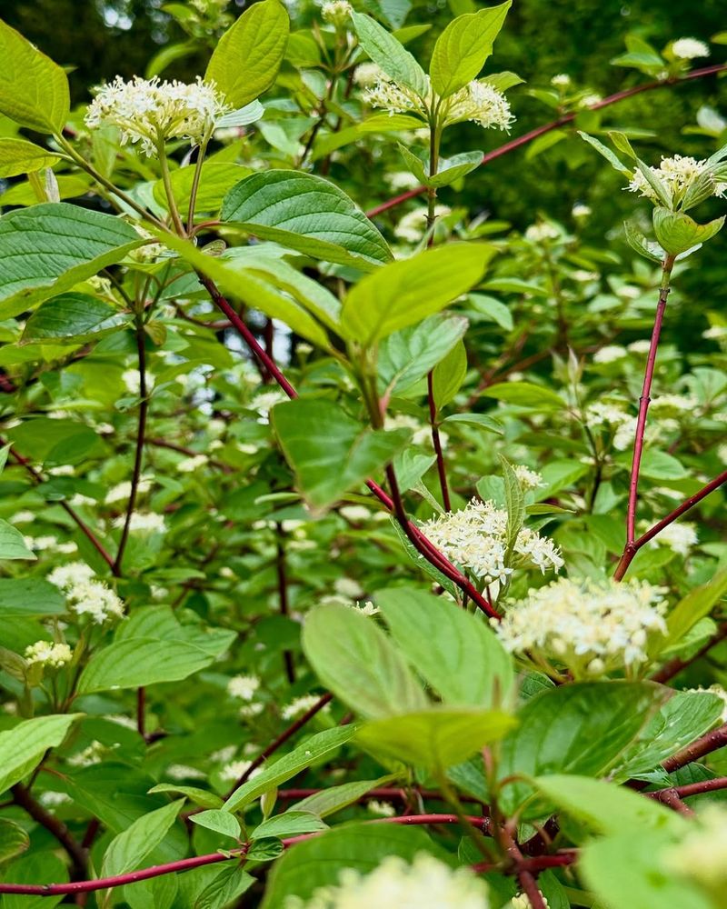 Supports Pollinators And Beneficial Insects