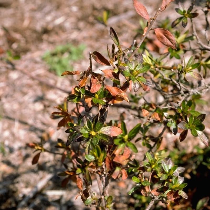 Helping Grass Recover From Winter Burn