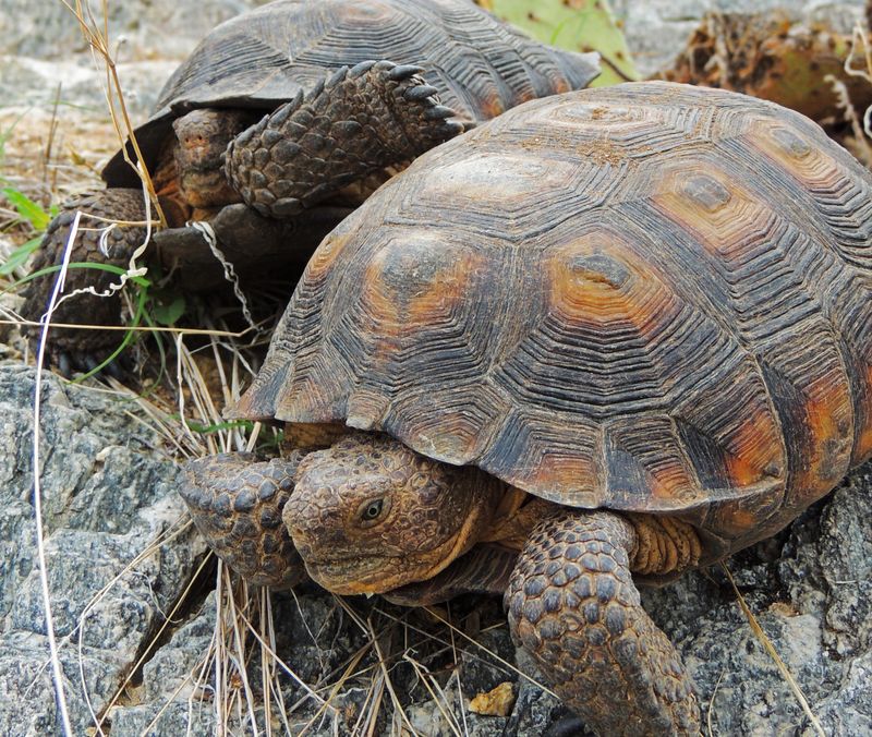 Protected Native Wildlife