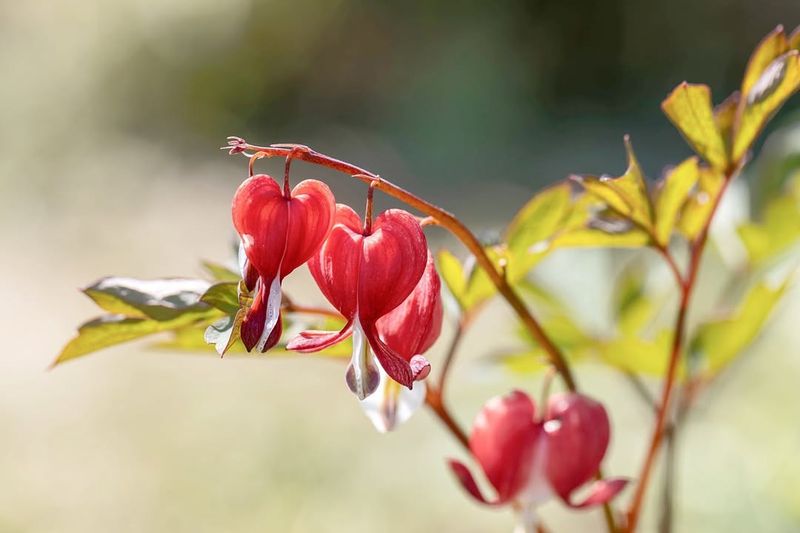 Bleeding Heart
