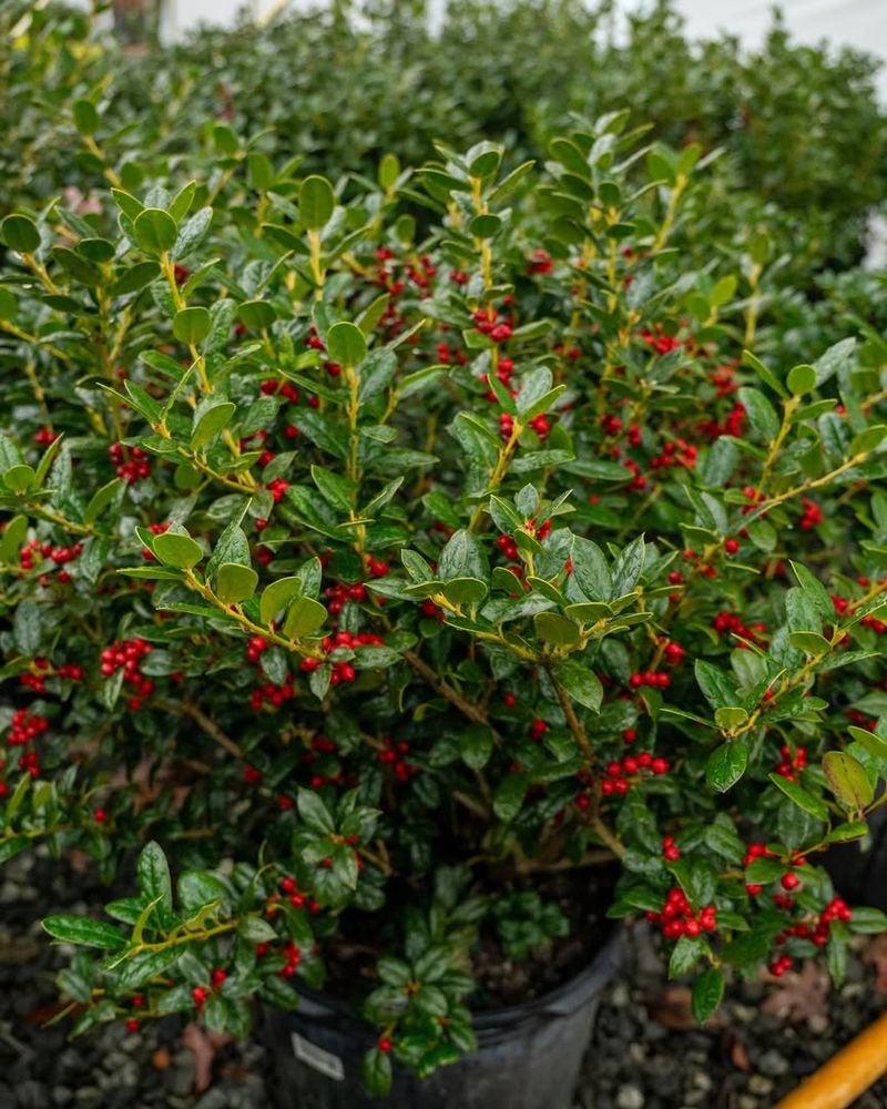 Inkberry Holly Provides Fine-Textured Evergreen Screening For Wet Shade