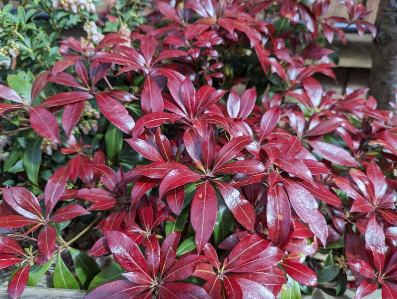 Pieris (Pieris japonica)