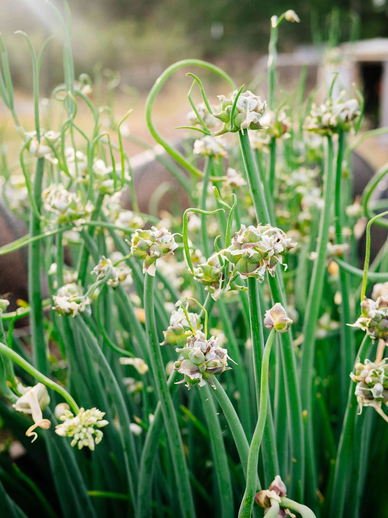 Walking Onions / Egyptian Onions (Allium × Proliferum)