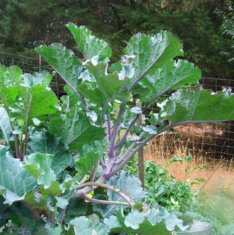 Perennial Kale / Tree Collards (Brassica Oleracea Varieties)
