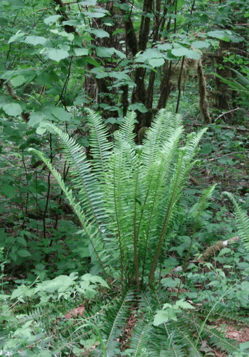 Native Fern Species Are Already Adapted To Local Conditions