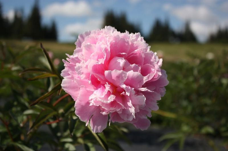 Beneath Roof Drip Lines And Downspouts