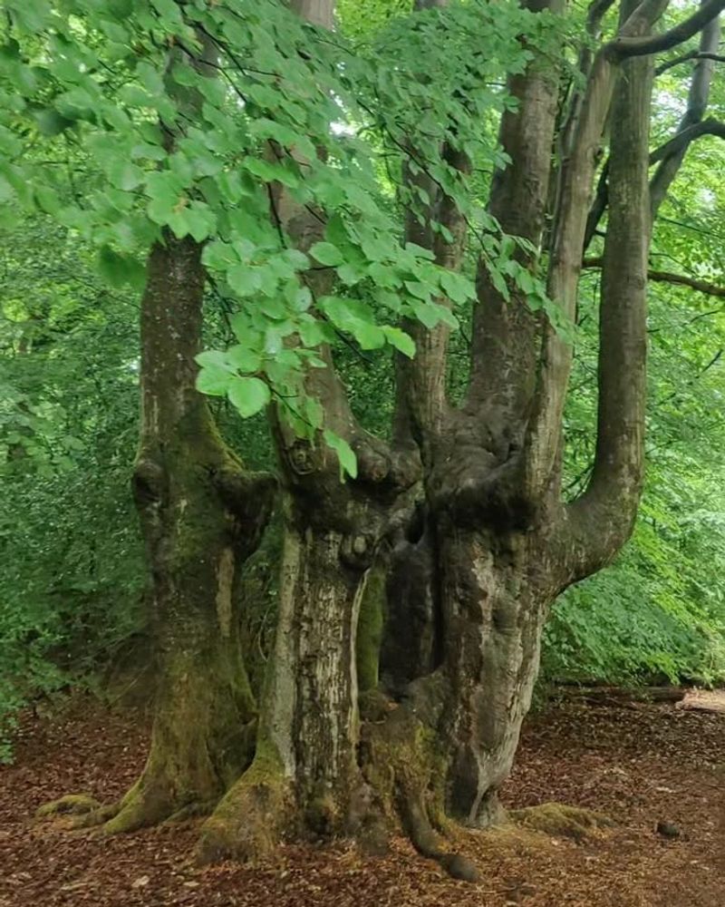 Trees On Historic Or Conservation Properties