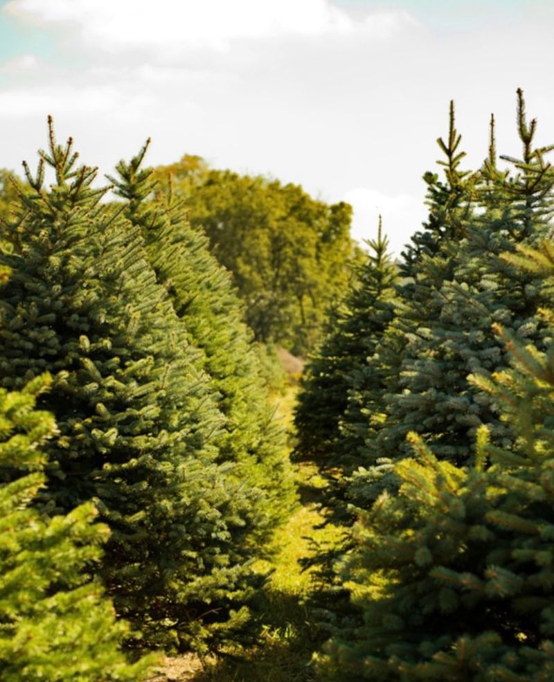 Sugar Valley Nursery / Christmas Tree Farm