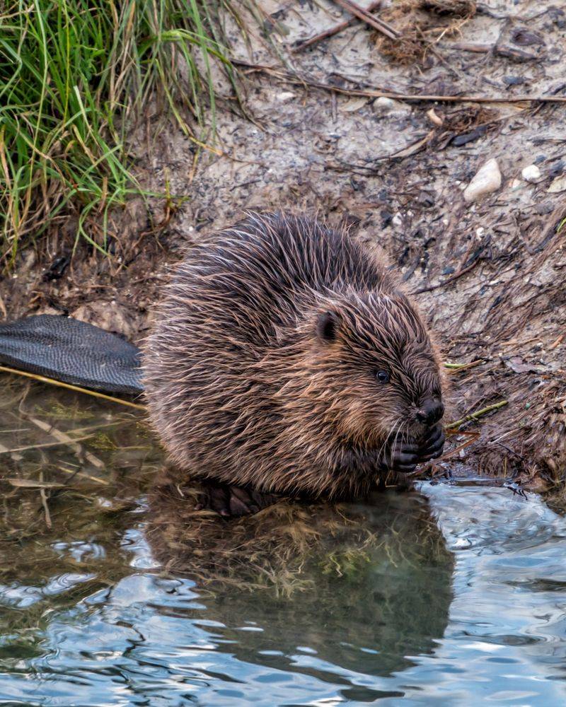 Beavers