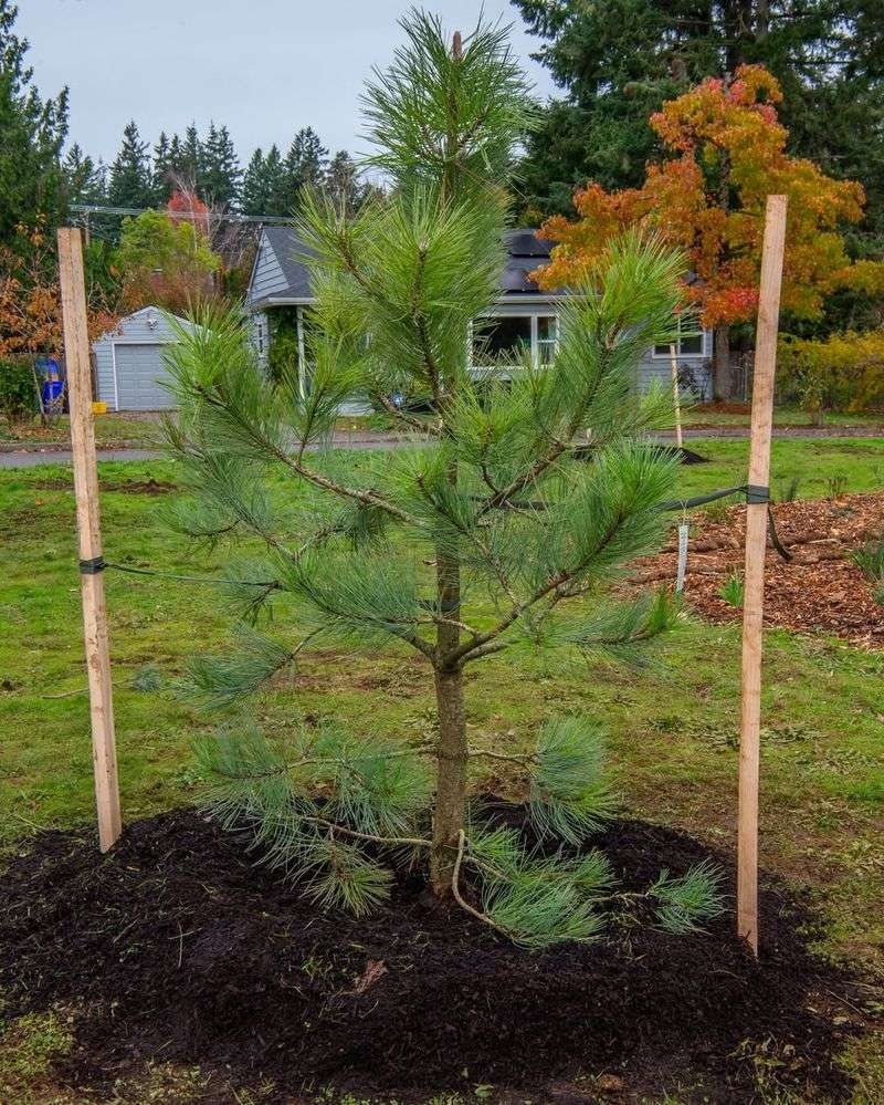 Transplant Shock From Recent Planting Or Moving