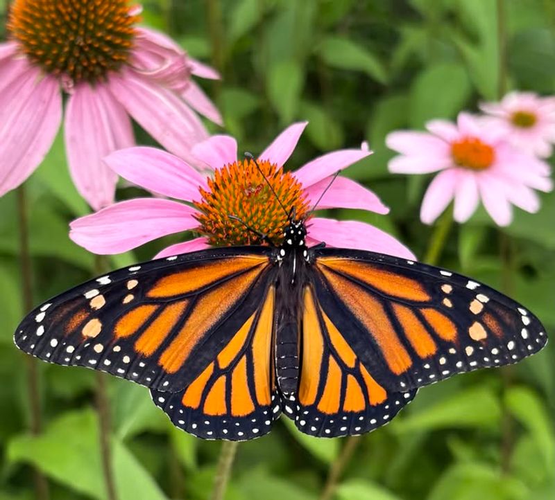 Butterflies Dancing Through Transformation