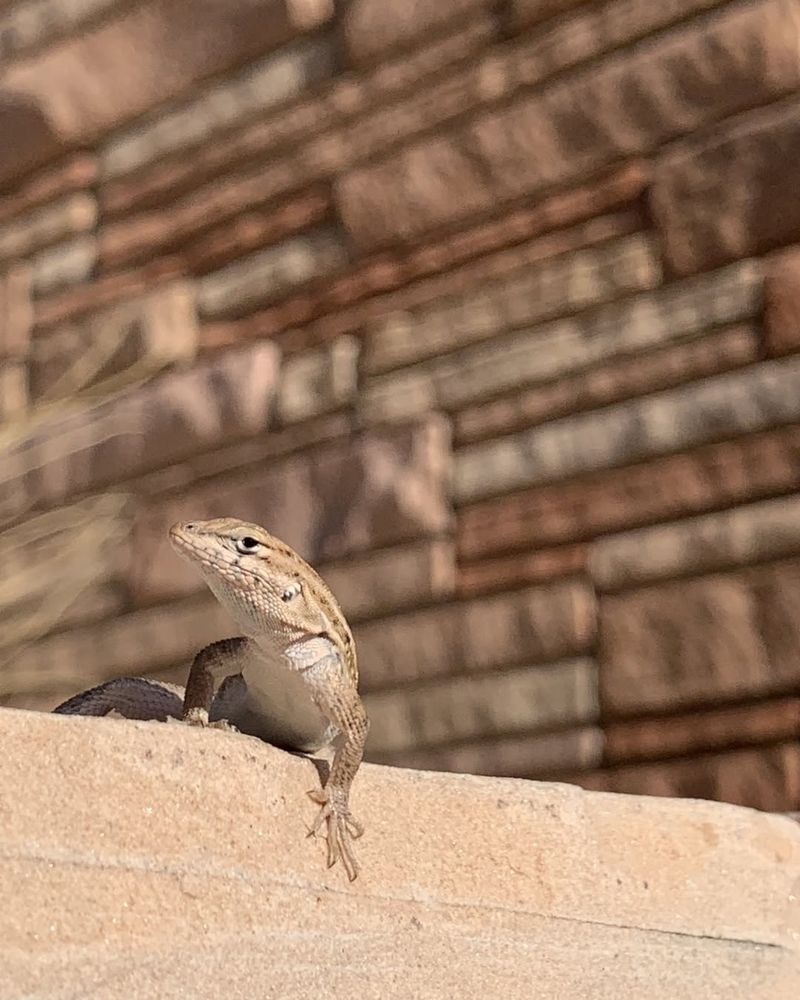 Warm Microclimates Form Near South And West Facing Walls