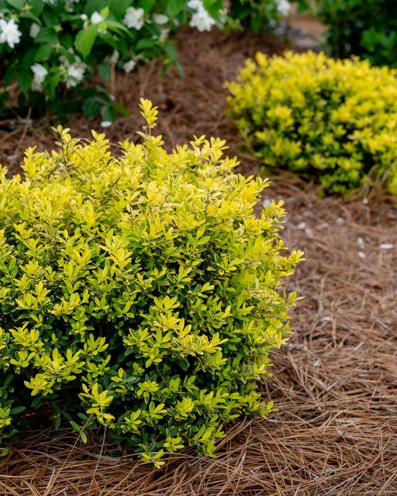 Evergreen Shrubs For Year-Round Color