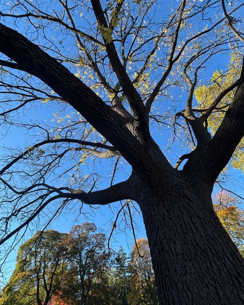 Beds Close To Black Walnut Trees