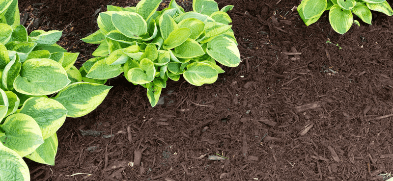 Imported Soil And Mulch