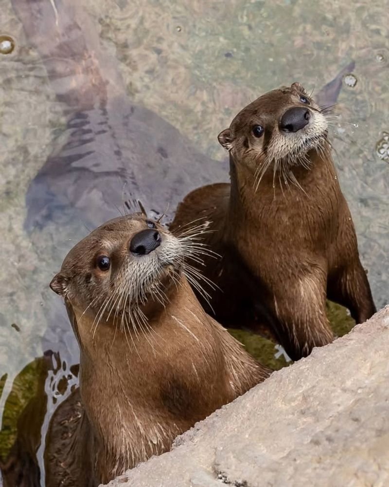 Unusual Sounds At Night Near Water