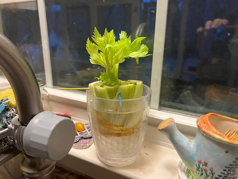 Celery Bases Transform Into New Stalks
