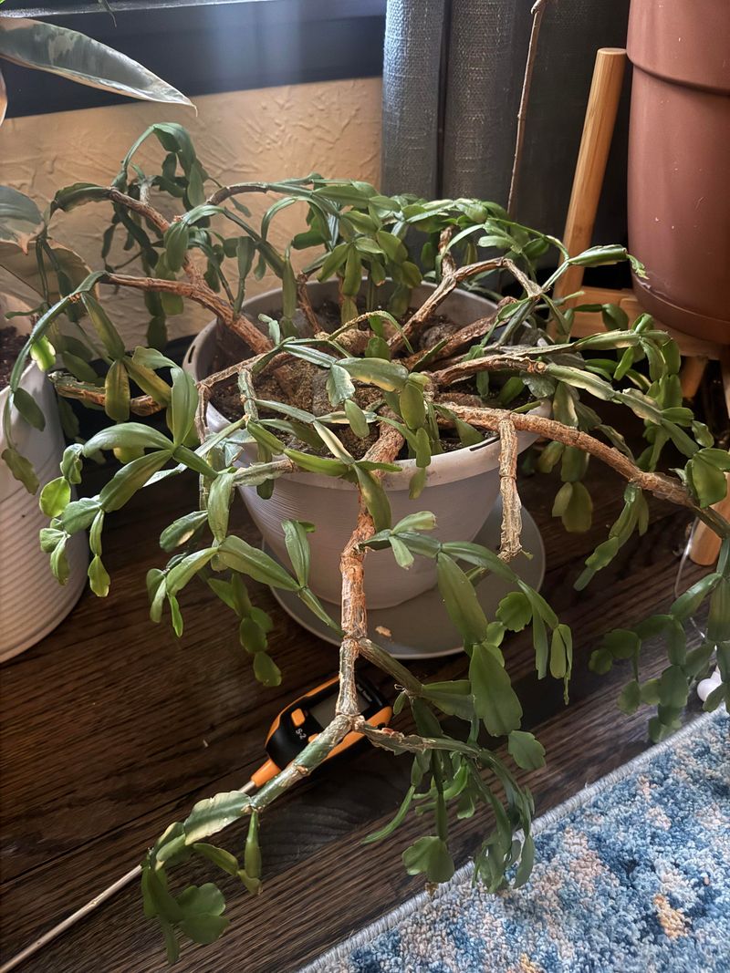 Excessive Nitrogen From Wrong Fertilizer Type