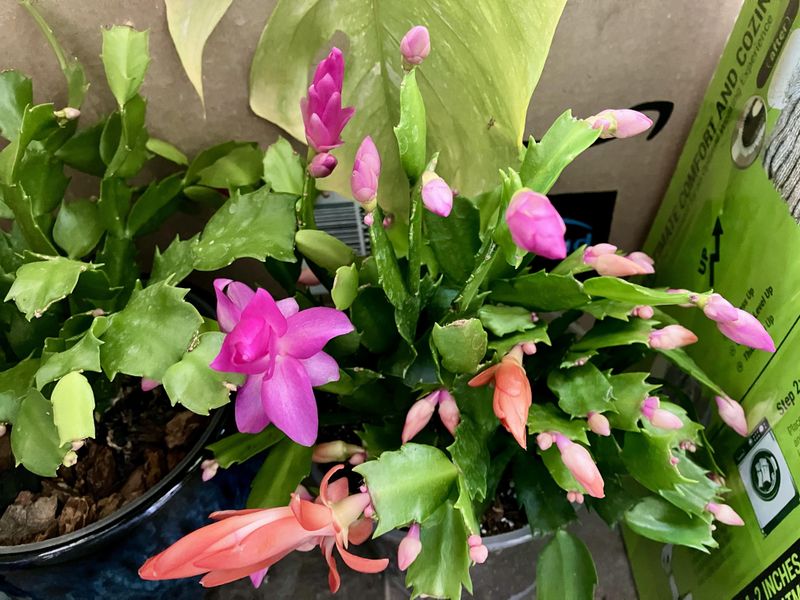 Natural Winter Dormancy Period