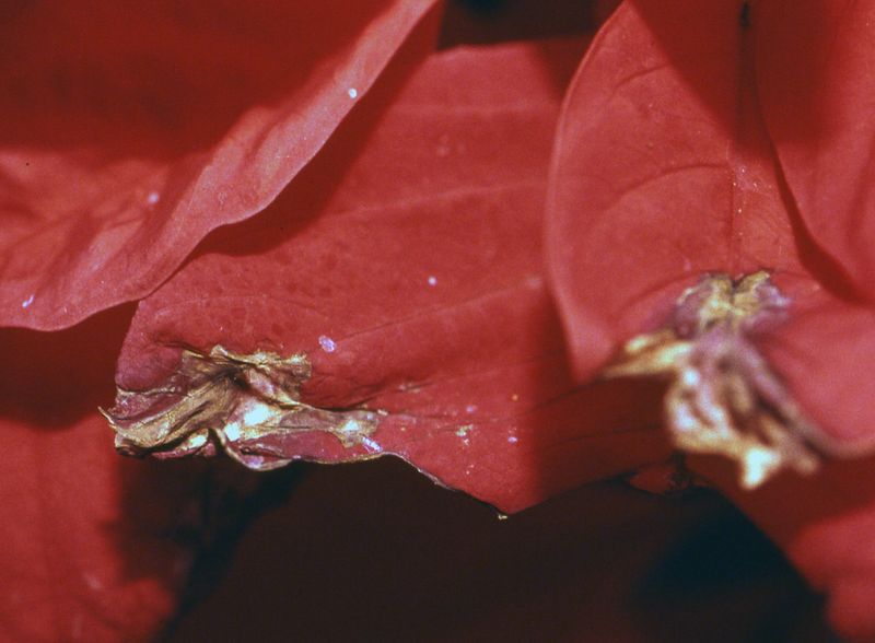 Bacterial Infections Spread Rapidly