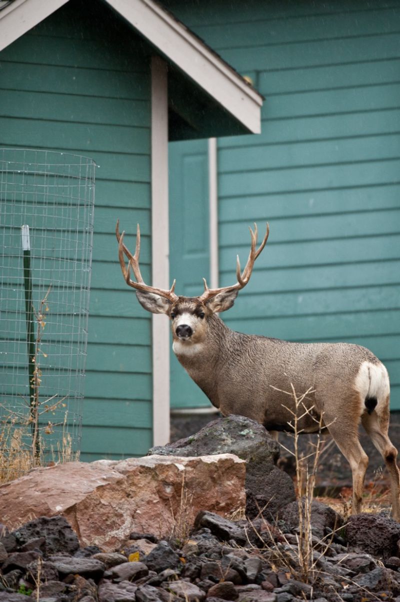 Deer Browse Boxwood Plants Increasingly Often