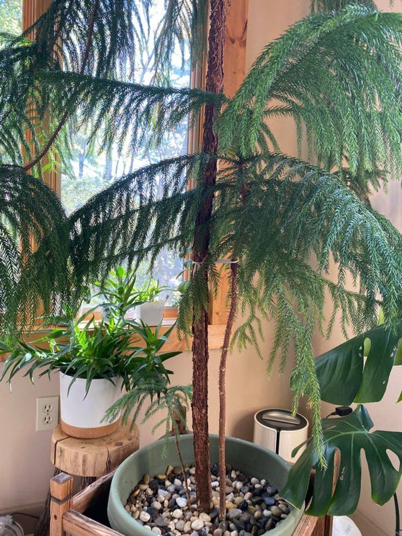 Weak Trunk Structure From Rapid Growth