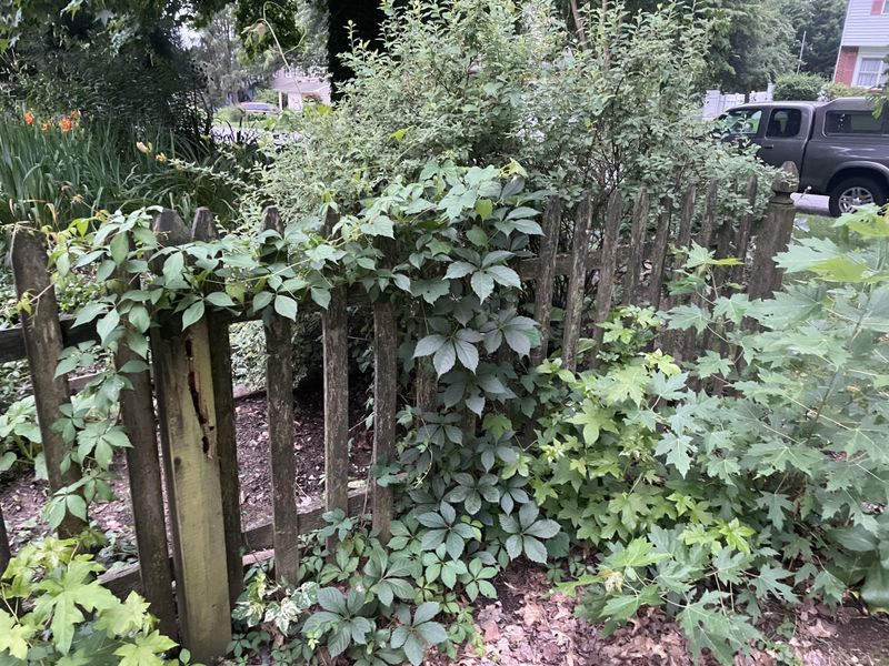 Shared Fence Responsibility Creates Complications