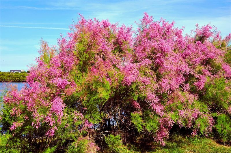 Seed Production Reaches Astronomical Numbers