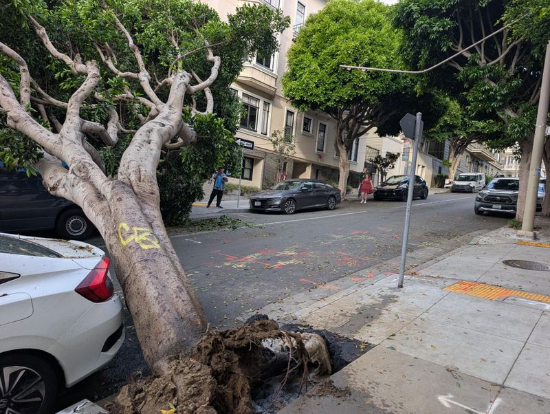 Municipal Trees Have Different Rules