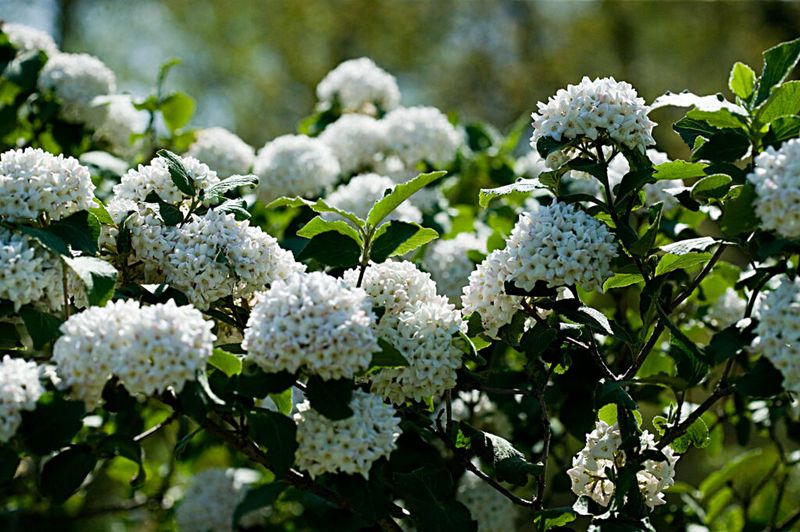 Viburnum