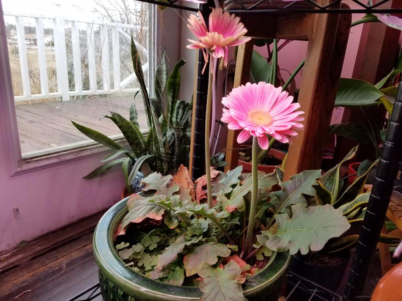 Gerbera Daisy