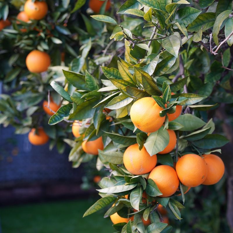 Citrus Trees