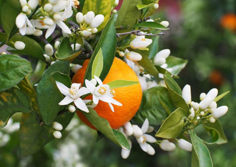 Citrus Blossoms Create Uplifting Spring Magic