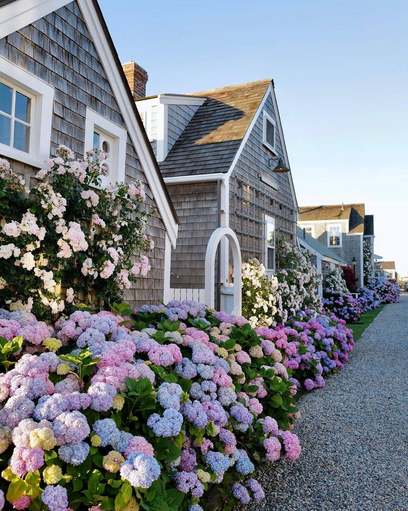 Hydrangeas Offer Soothing Color Therapy