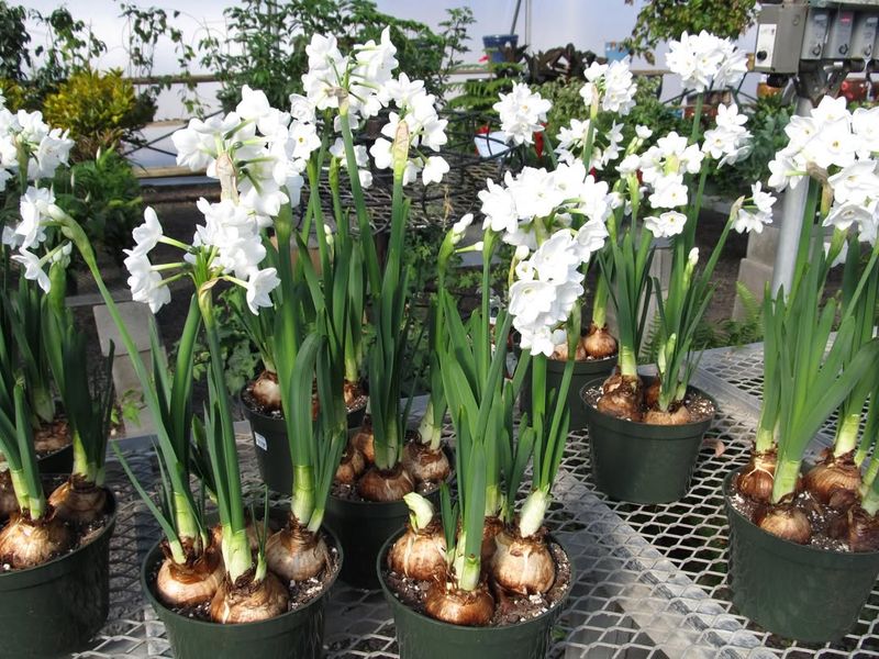 Paperwhite Narcissus Bulbs