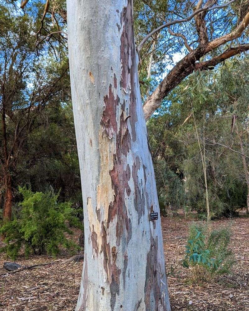 Eucalyptus Trees