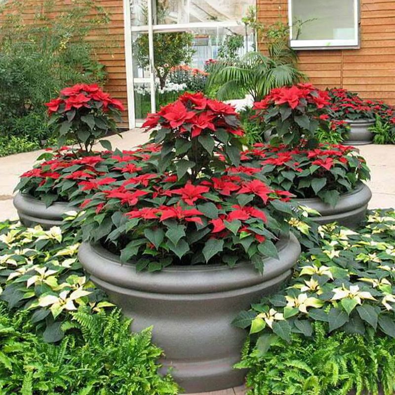 Poinsettias Clustered For Dramatic Color Impact