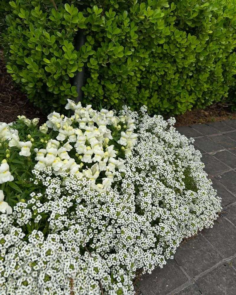 Sweet Alyssum