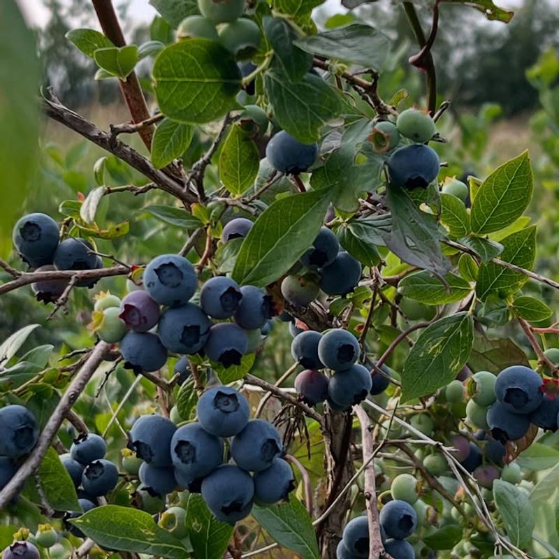 Blueberries