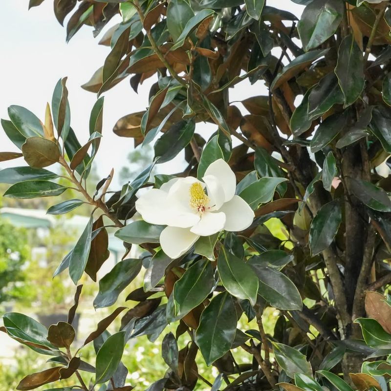 Southern Magnolia