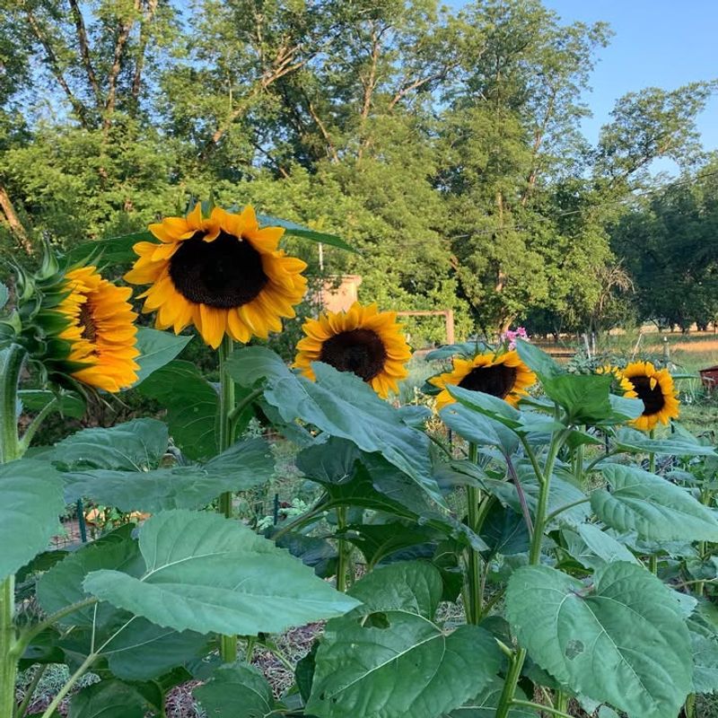 Beans And Sunflowers
