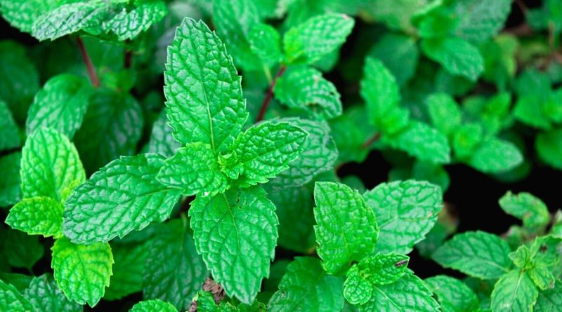 Mint Provides Refreshing Bursts Of Energy