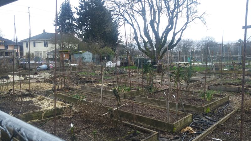 Khunamokwst Park Community Garden