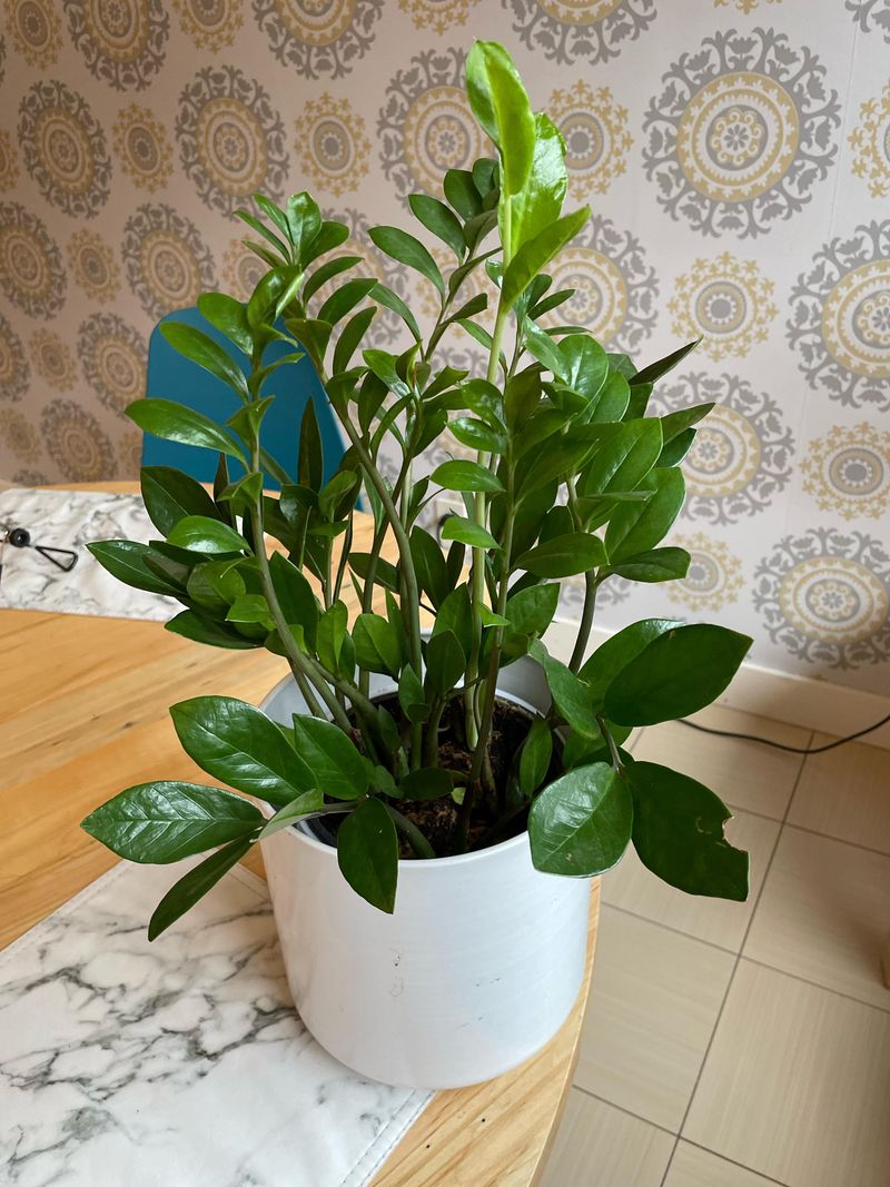 Minimize Repotting During Winter