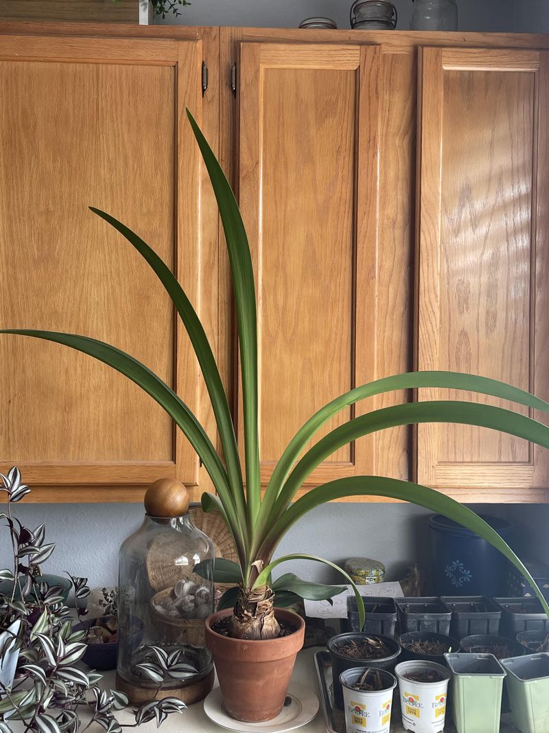 Plan Rest Periods After Blooming For Future Flowers