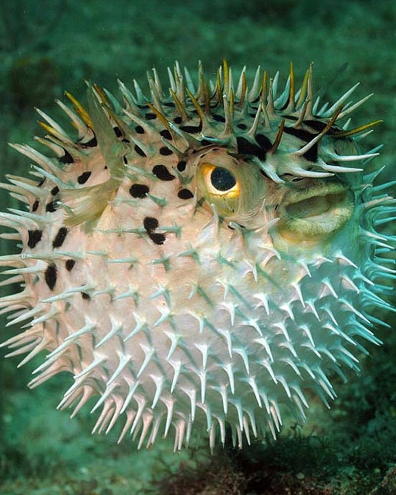California Pufferfish