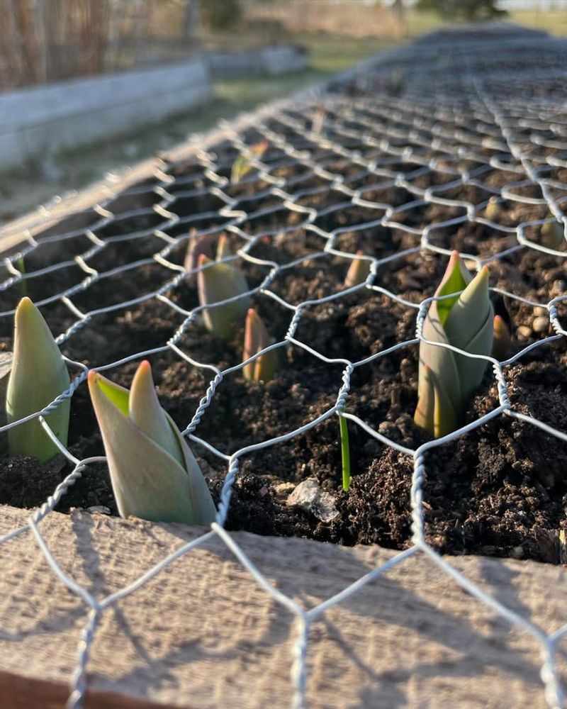 Leaves Stuffed in Wire Mesh Cylinders